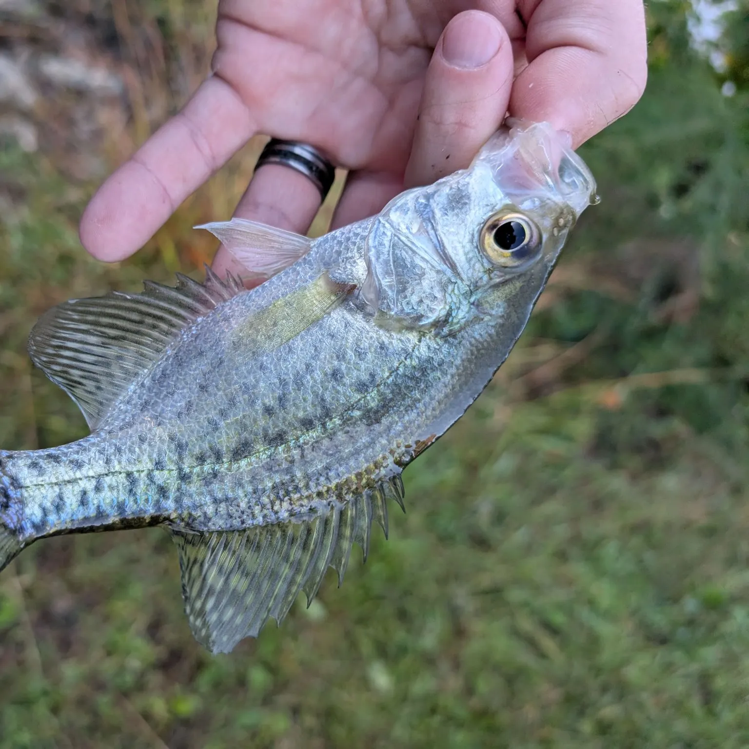 Black crappie caught on Fishbrain