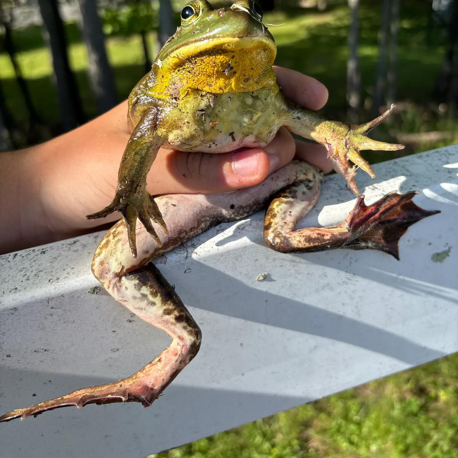 The most recent Warty frogfish catches on Fishbrain