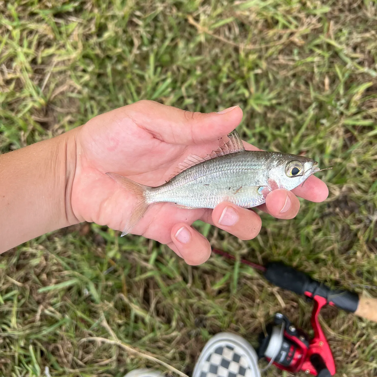 The most recent Silver mojarra catches on Fishbrain