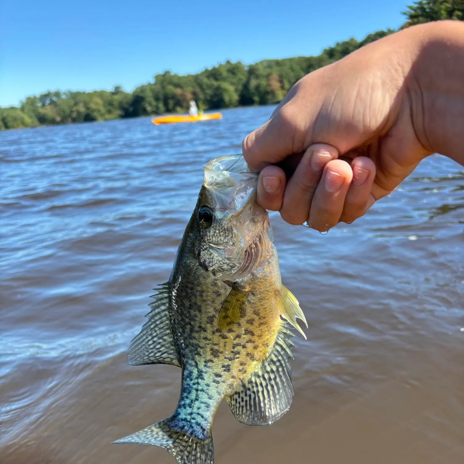 Black crappie caught on Fishbrain