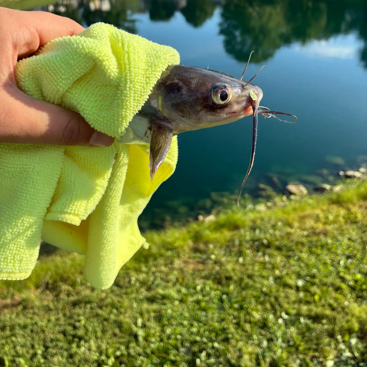 Channel catfish caught on Fishbrain