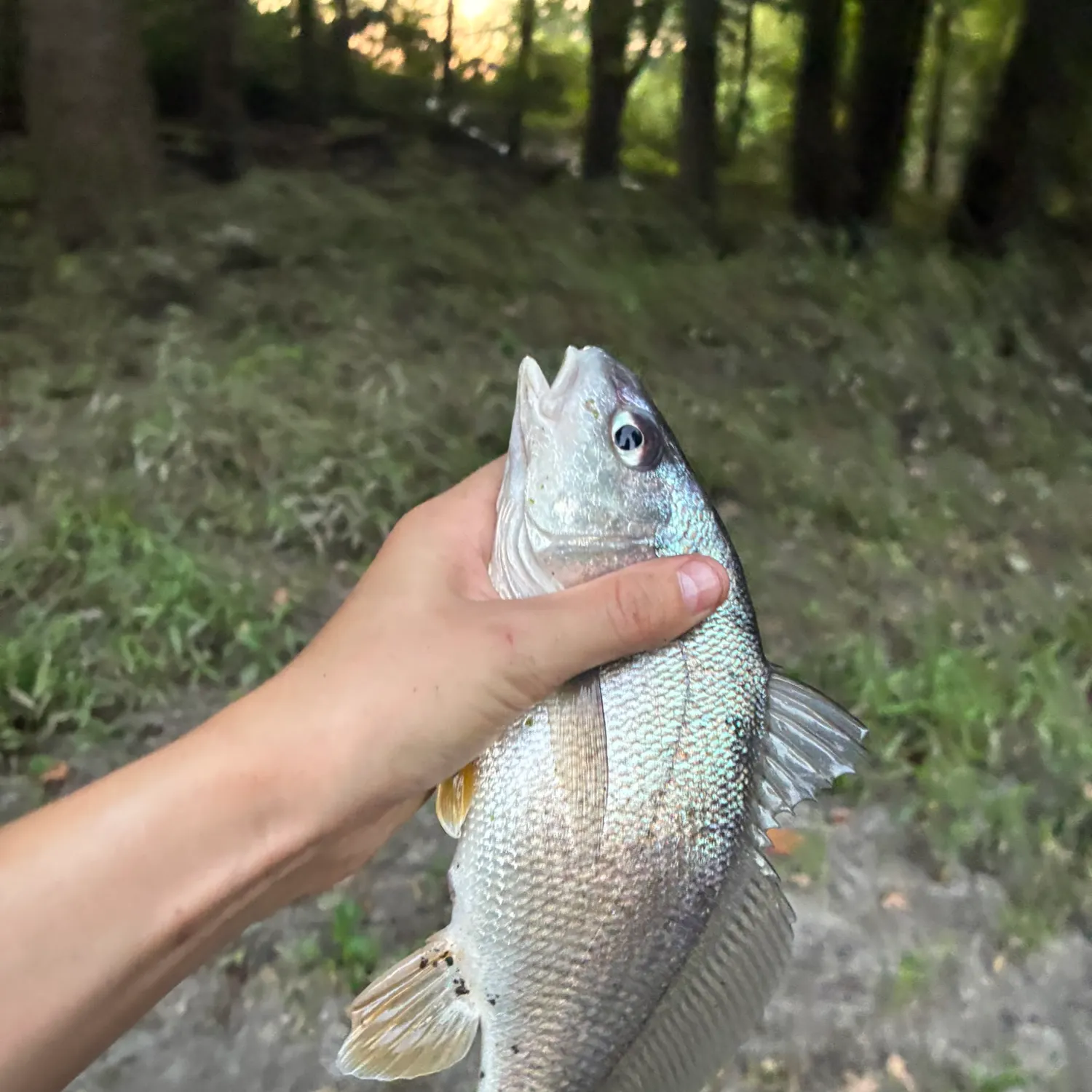 Freshwater drum caught on Fishbrain