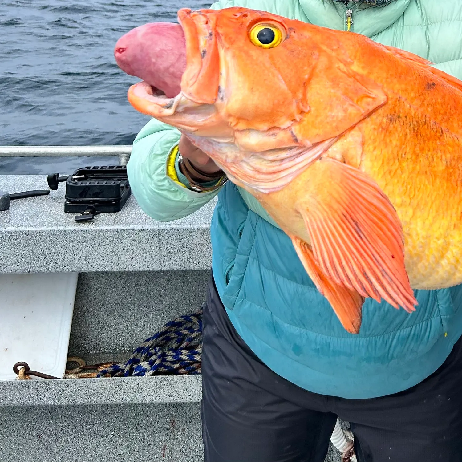The most recent Yelloweye rockfish catches on Fishbrain