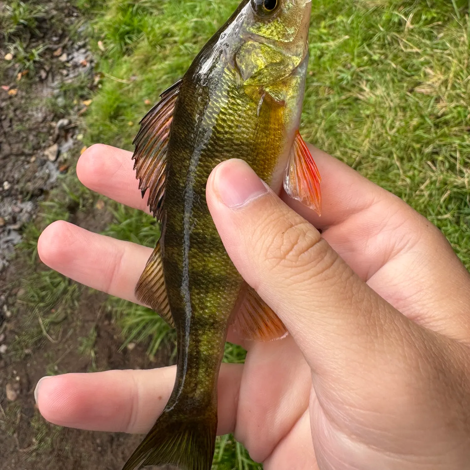 Yellow perch caught on Fishbrain