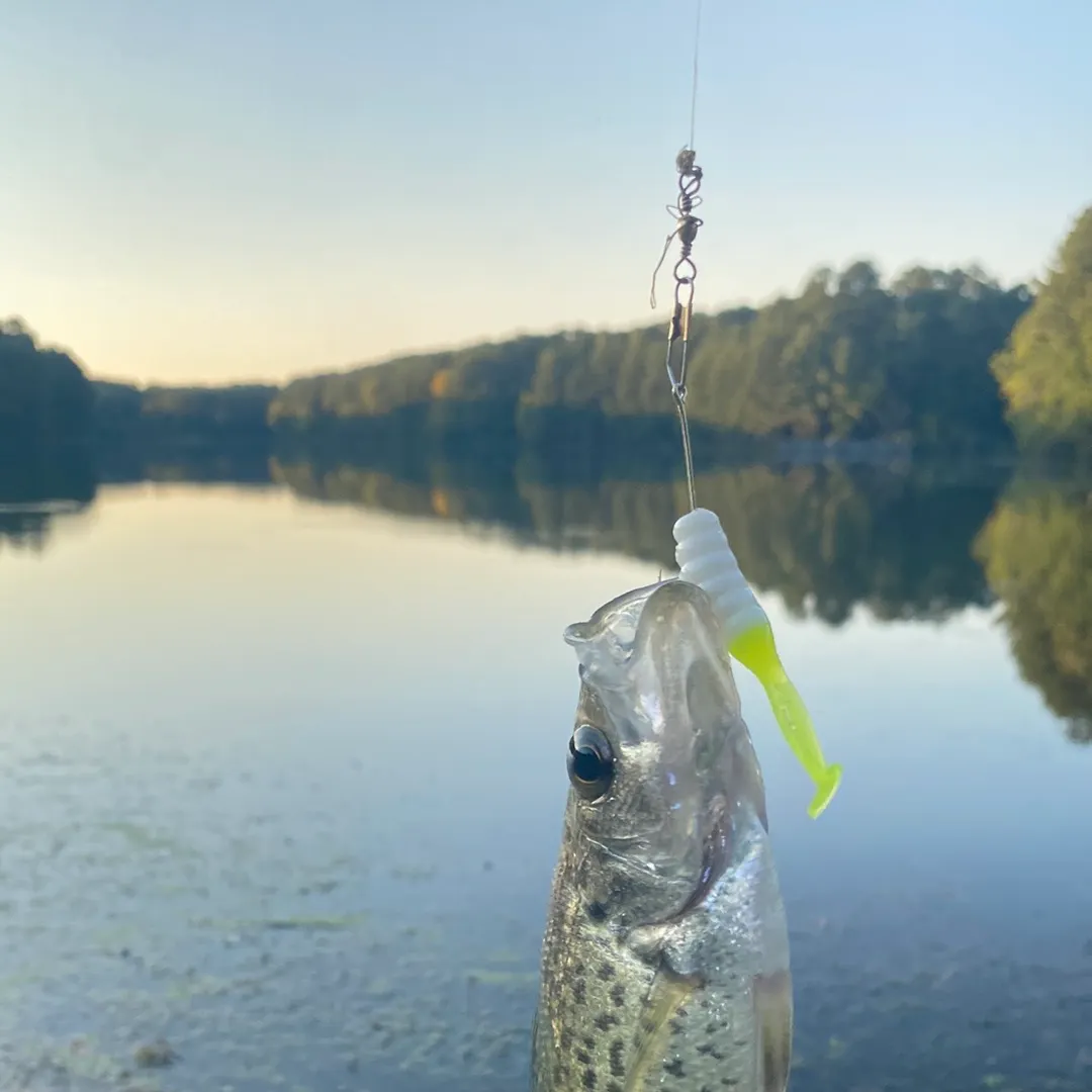 Black crappie caught on Fishbrain