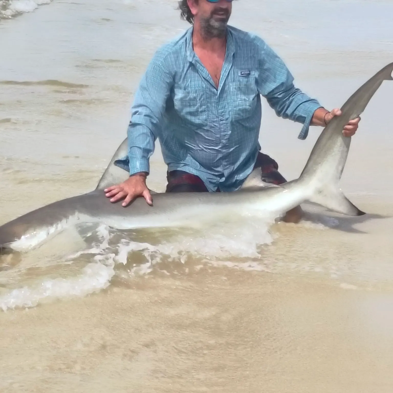 The most recent Smooth hammerhead shark catches on Fishbrain