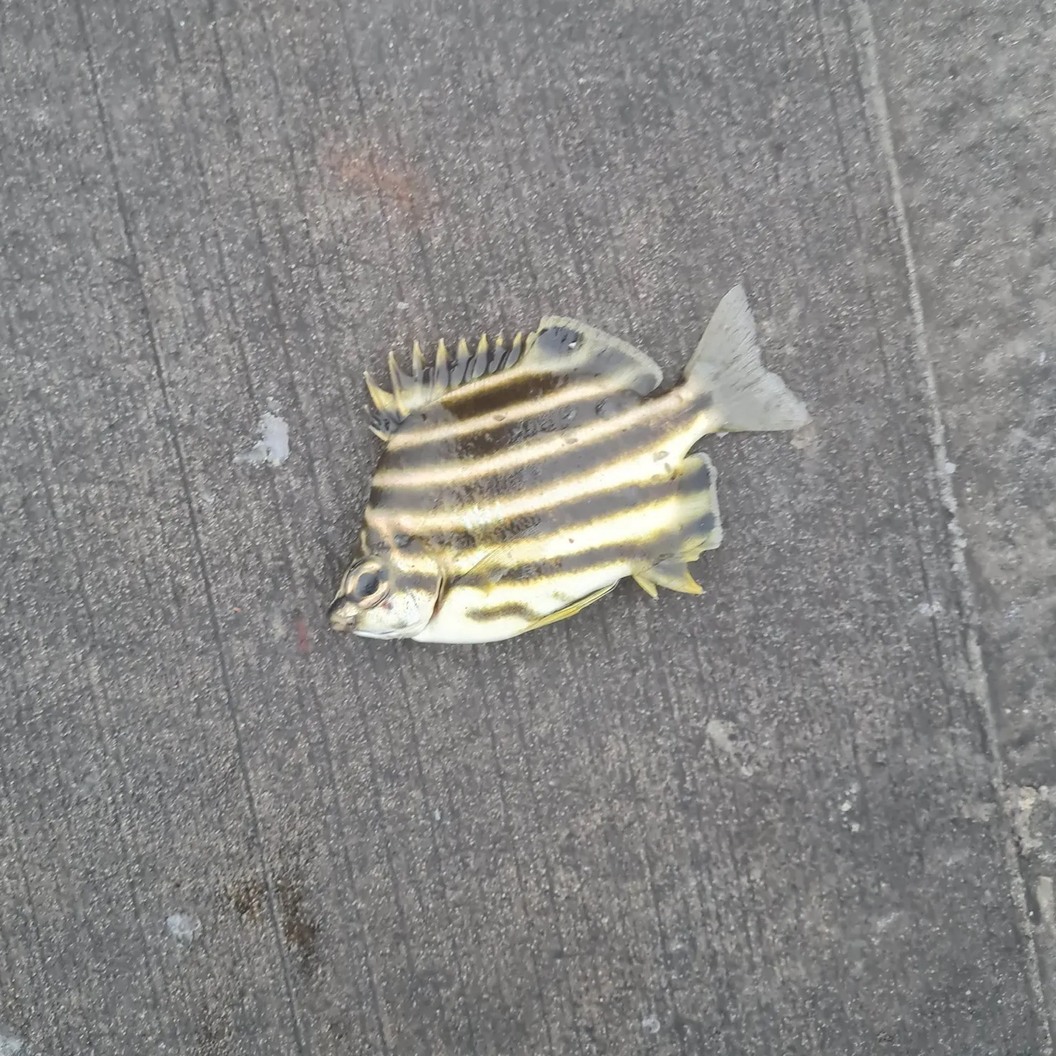 The most recent Zebra fish catches on Fishbrain