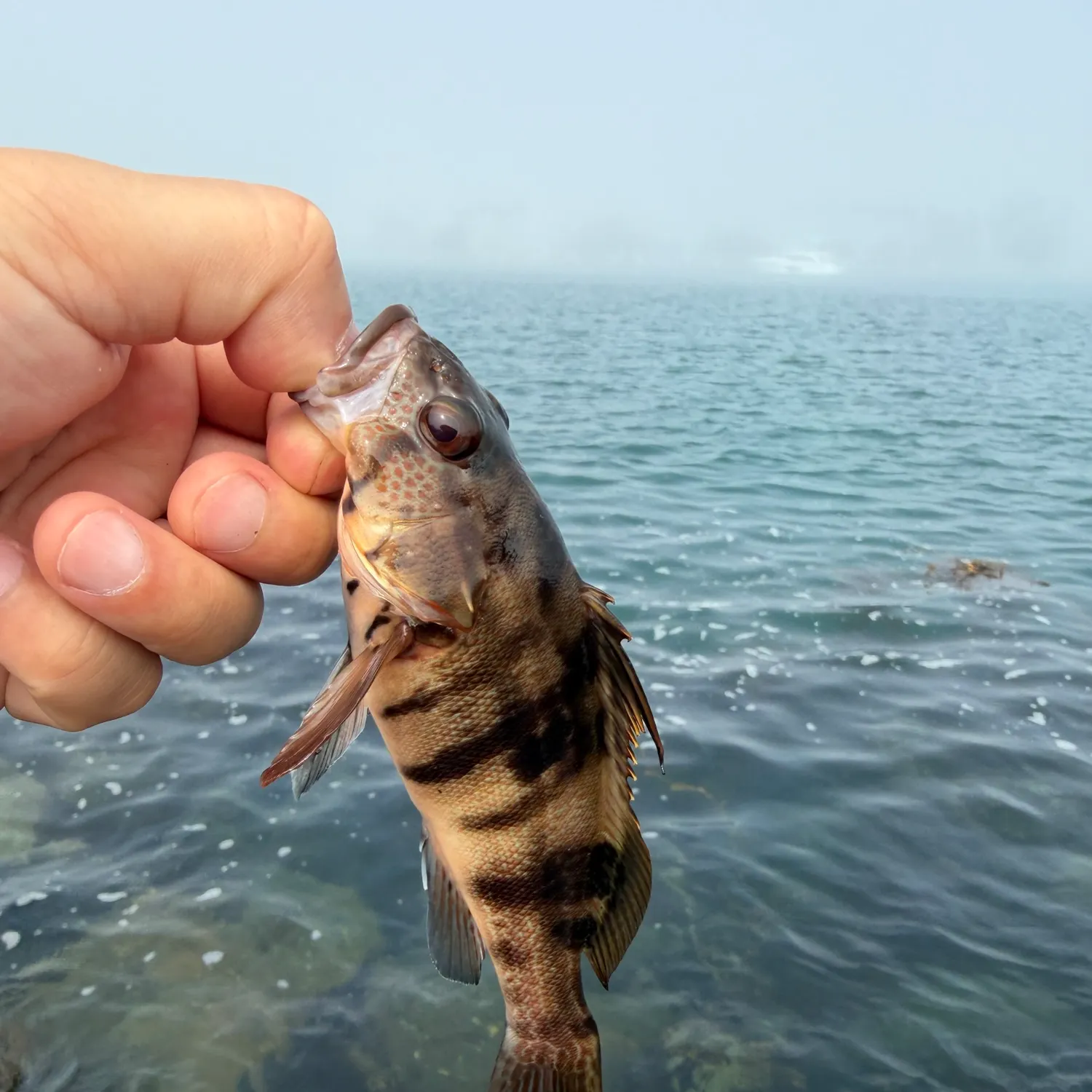 Barred sand bass caught on Fishbrain