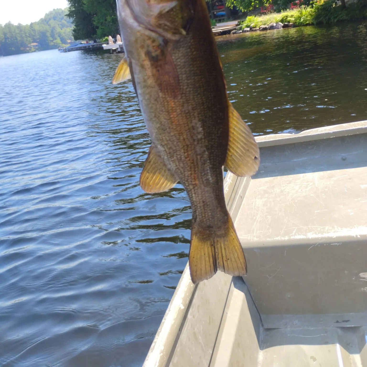 Smallmouth bass caught on Fishbrain