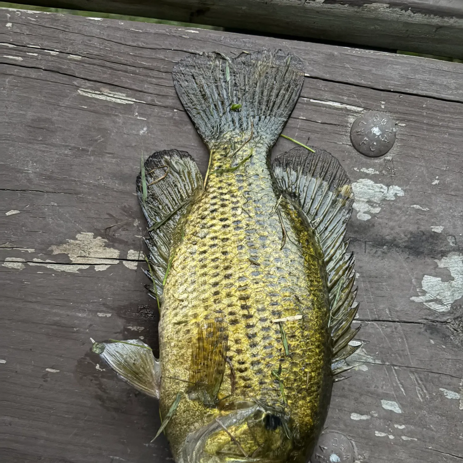 Rock bass caught on Fishbrain