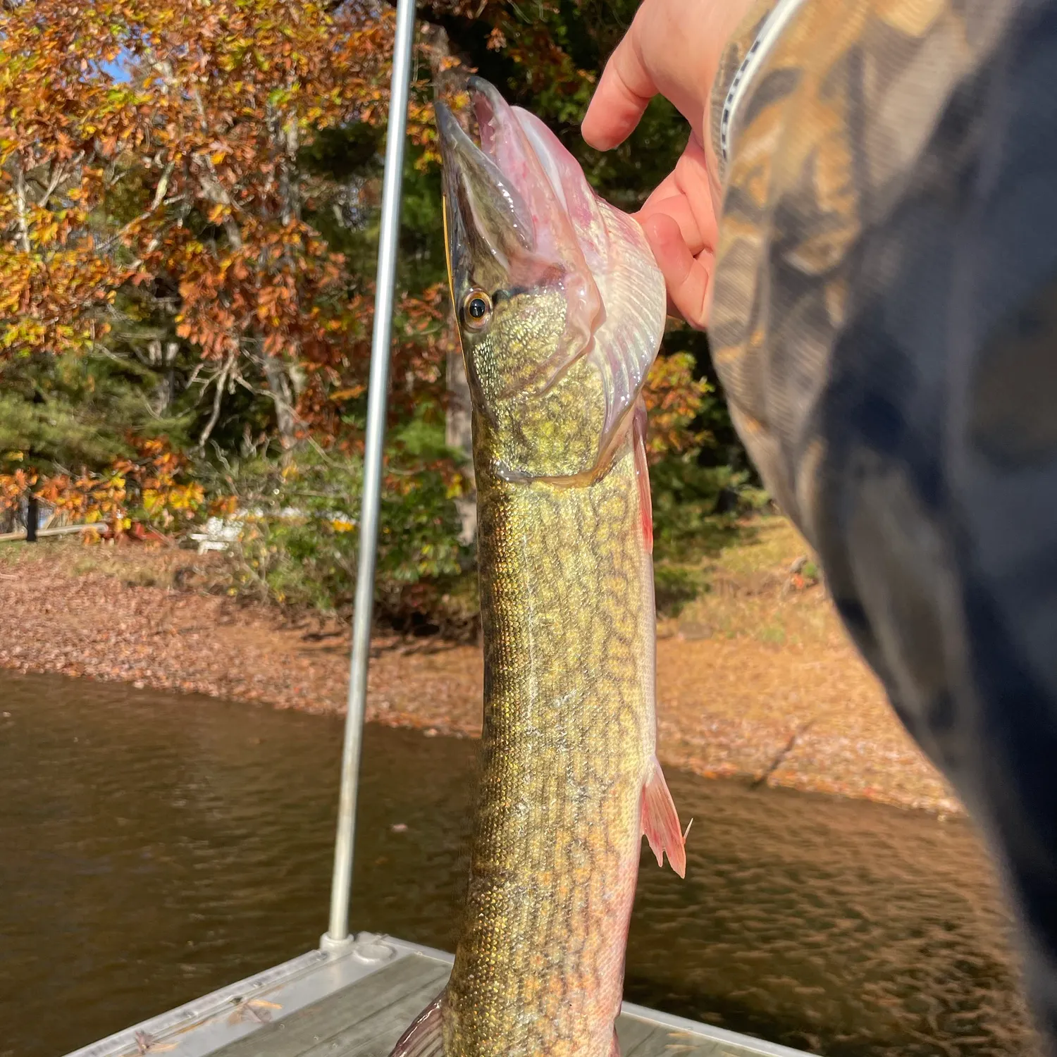 Chain pickerel caught on Fishbrain