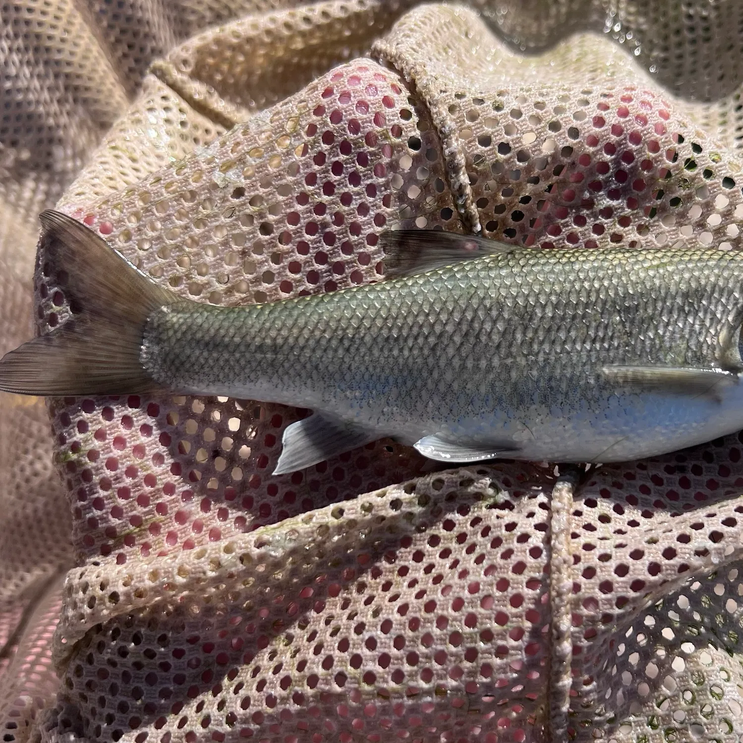 The most recent Utah chub catches on Fishbrain