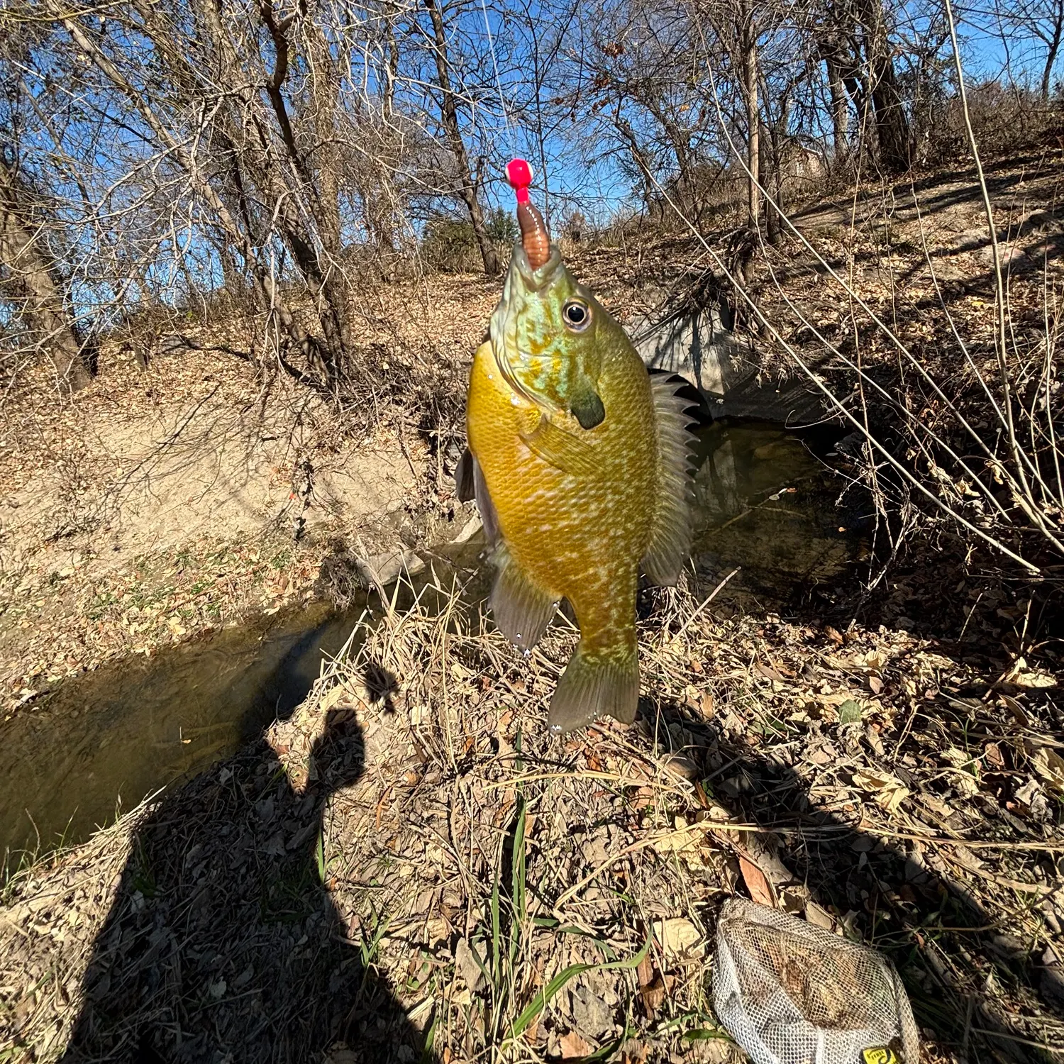 The most recent Greengill hybrid catches on Fishbrain