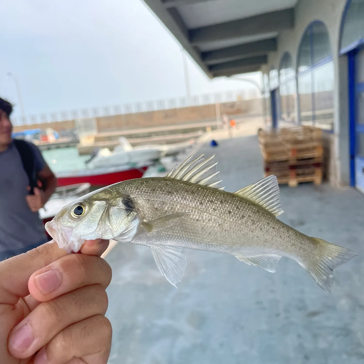 The most recent Spotted seabass catches on Fishbrain