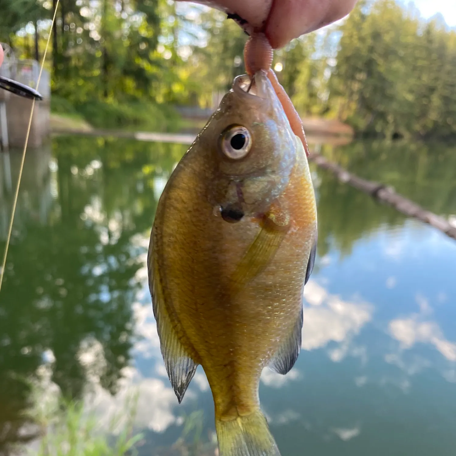 Bluegill caught on Fishbrain