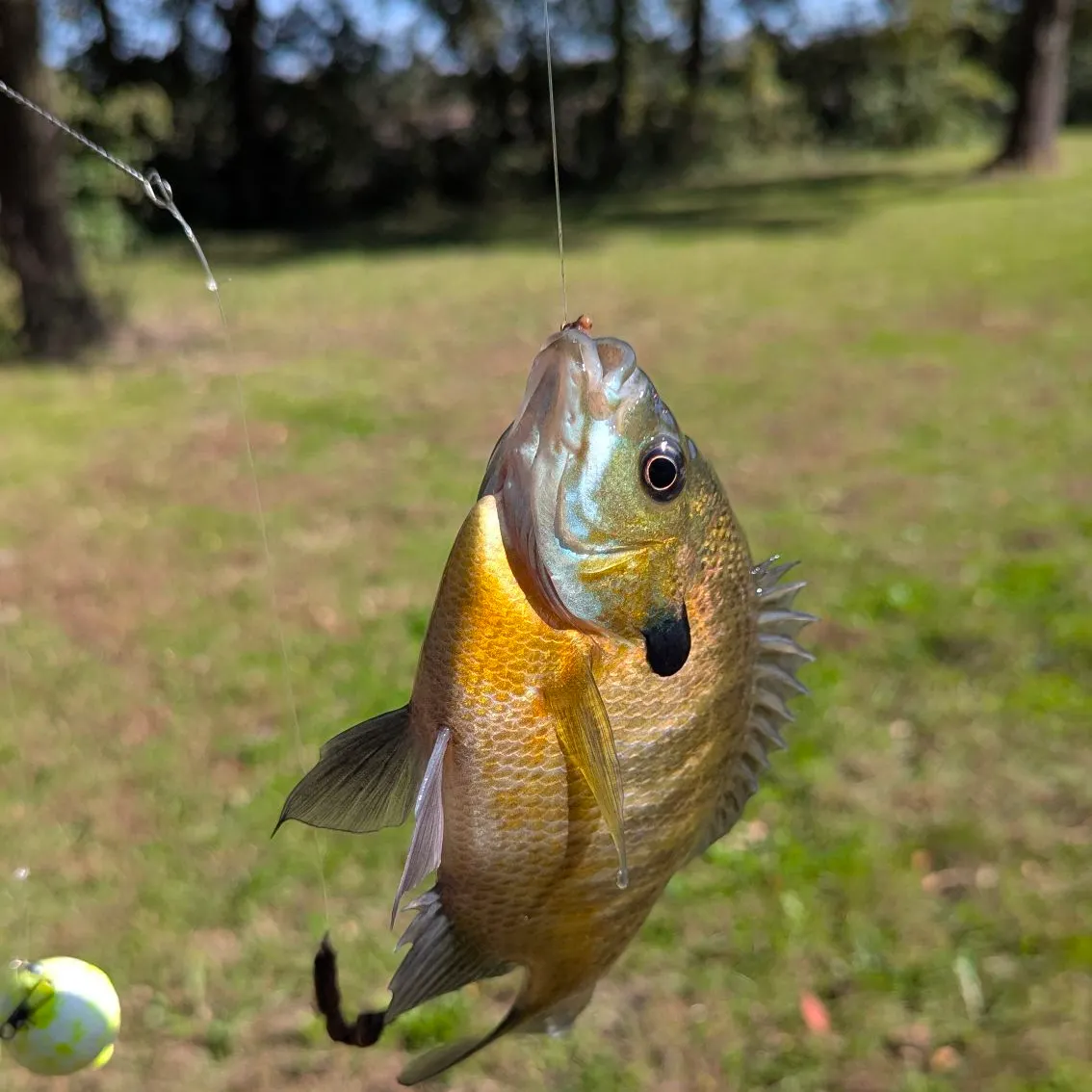 Bluegill caught on Fishbrain