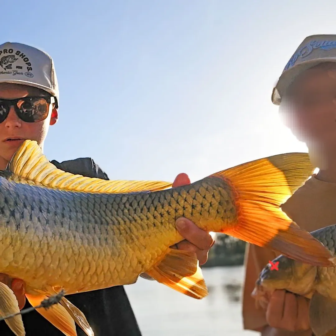 The most recent Common carp catches on Fishbrain