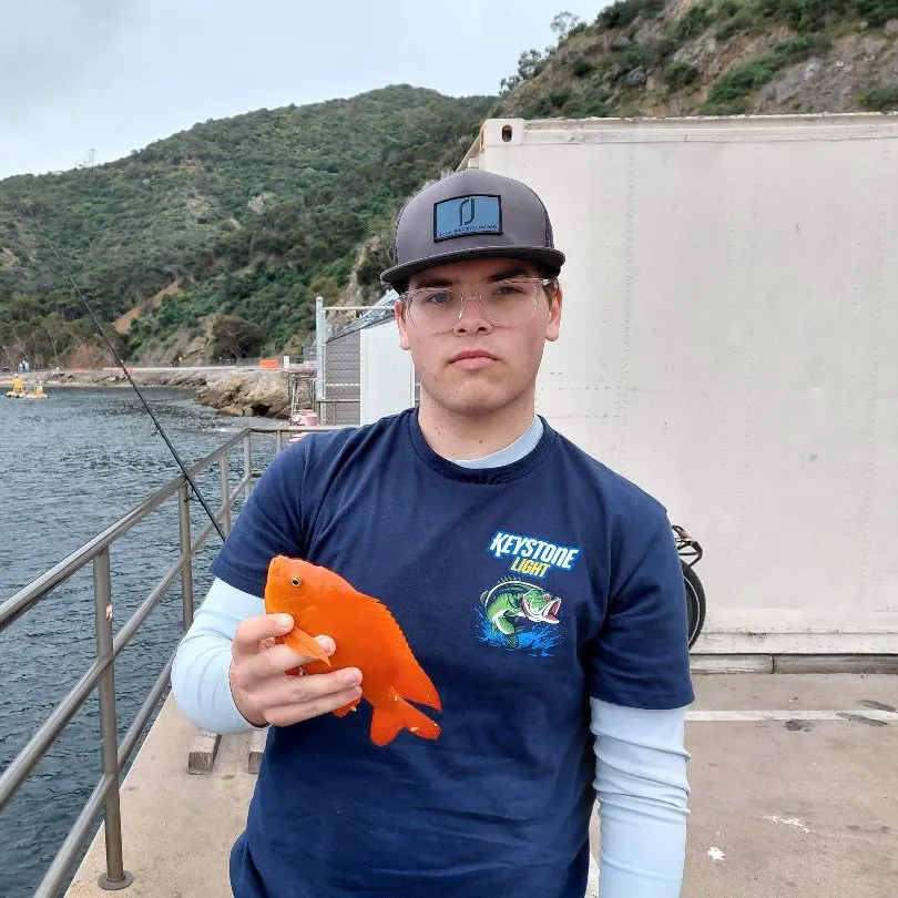 The most recent Garibaldi damselfish catches on Fishbrain