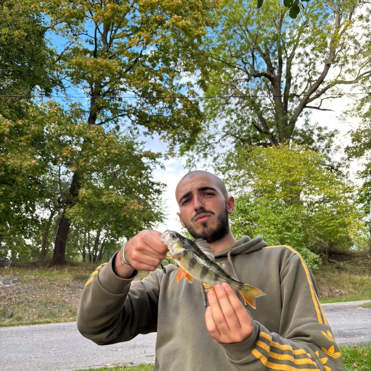 European perch caught on Fishbrain