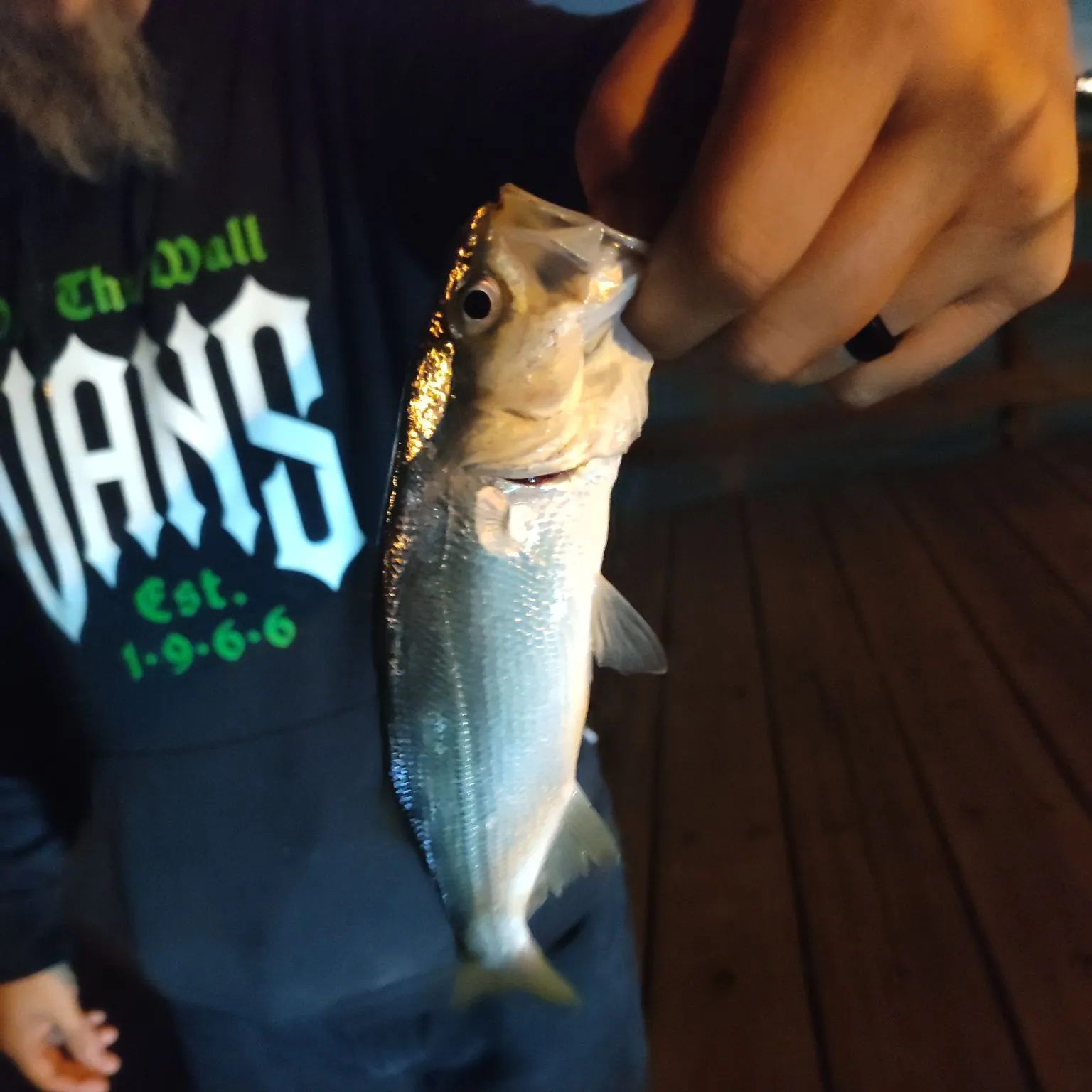 The most recent Silver surfperch catches on Fishbrain
