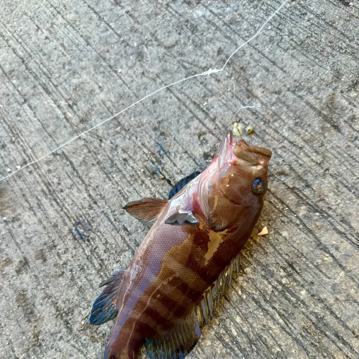 The most recent Chocolate hind catches on Fishbrain
