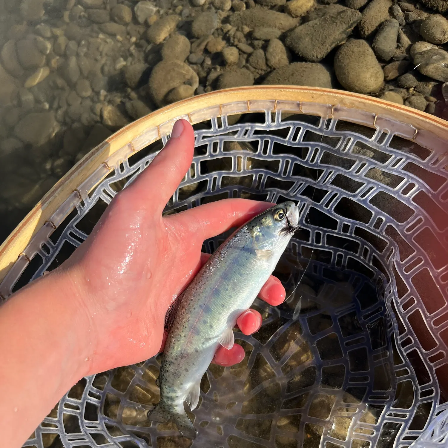 Rainbow trout caught on Fishbrain
