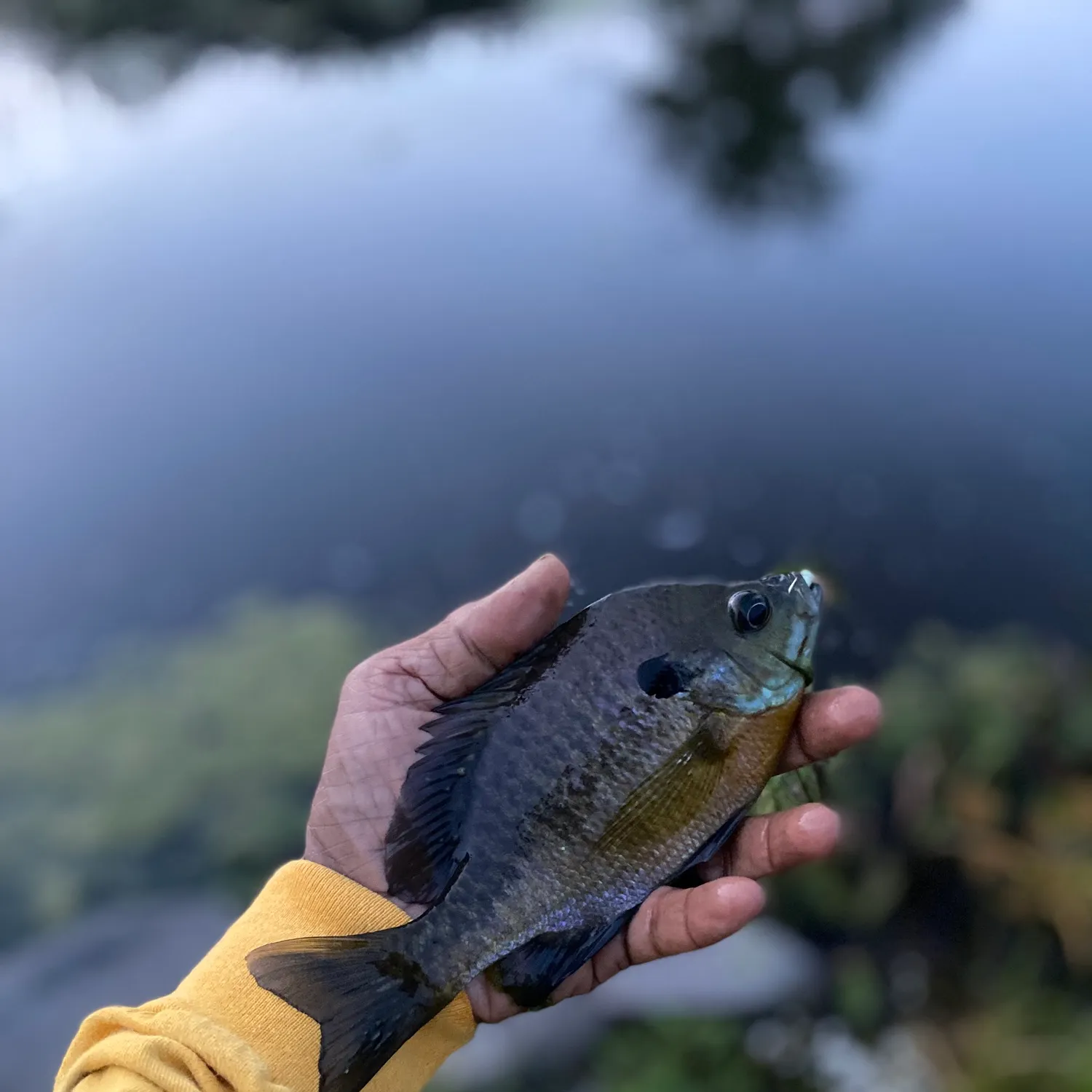 Bluegill caught on Fishbrain