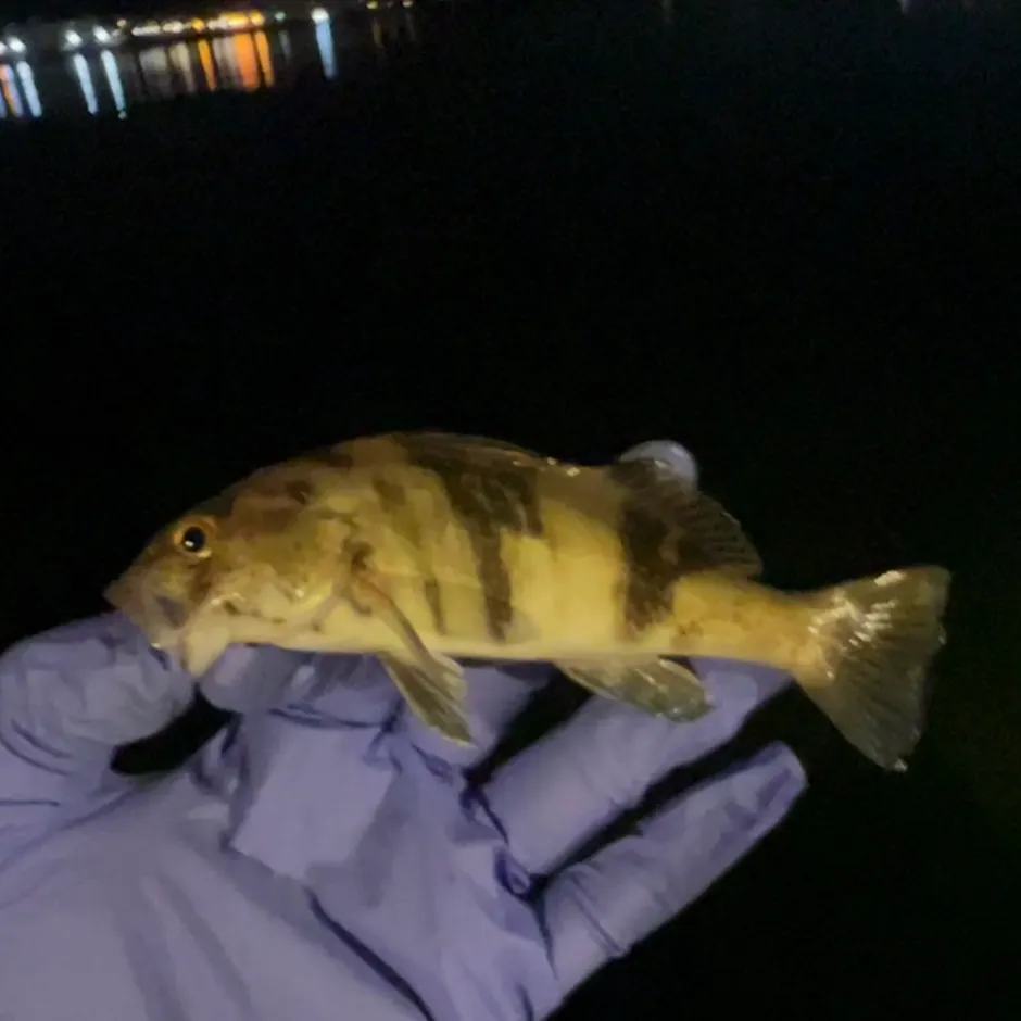 Barred sand bass caught on Fishbrain
