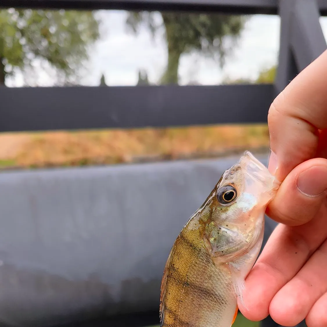 European perch caught on Fishbrain