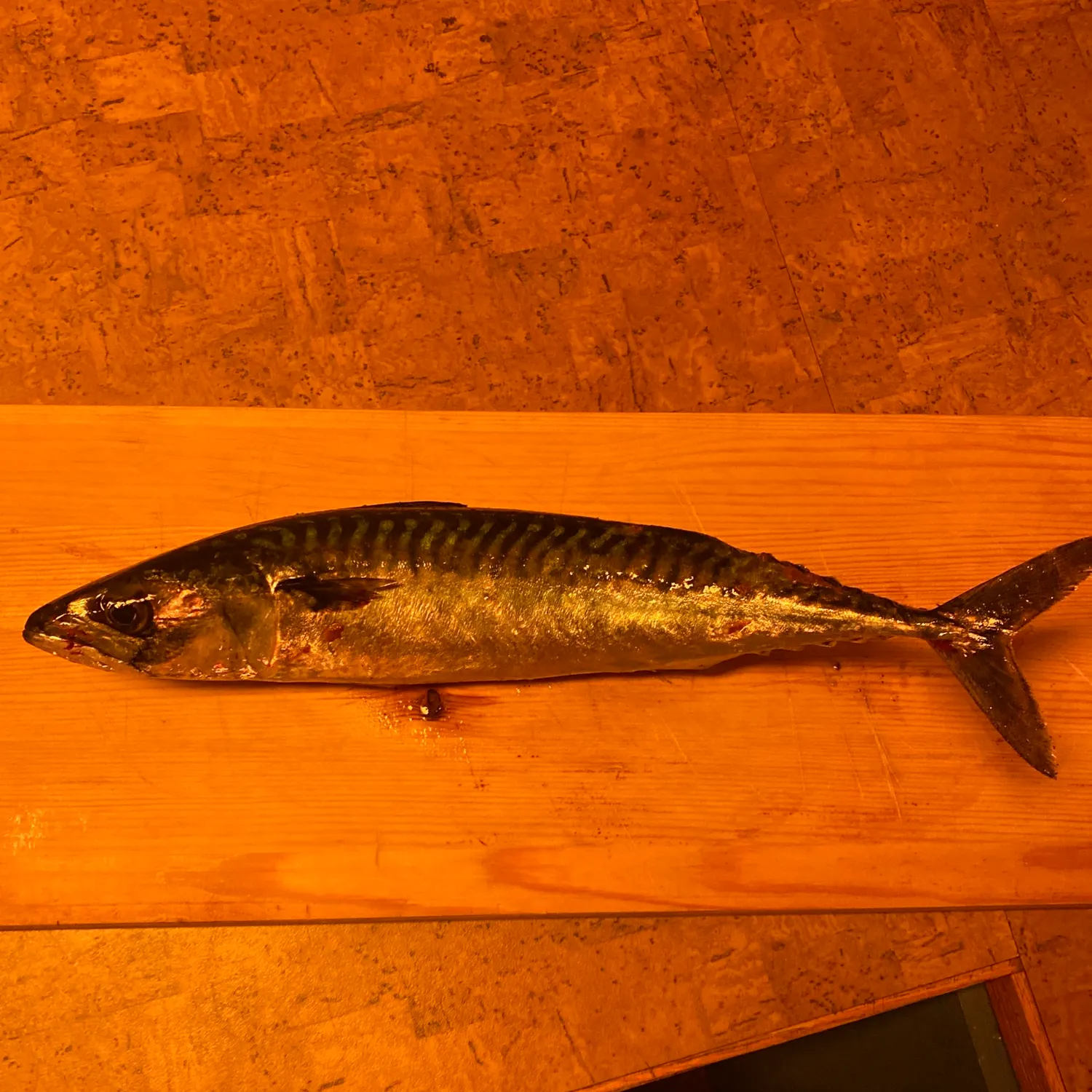 Fish caught on Fishbrain