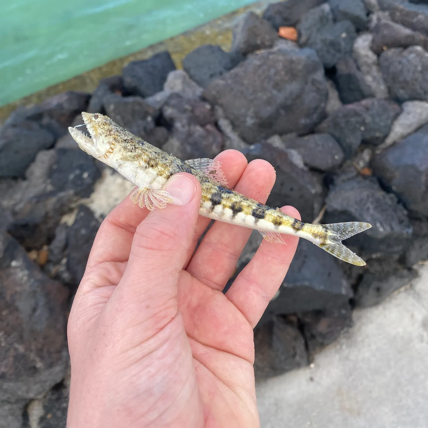The most recent Atlantic lizardfish catches on Fishbrain