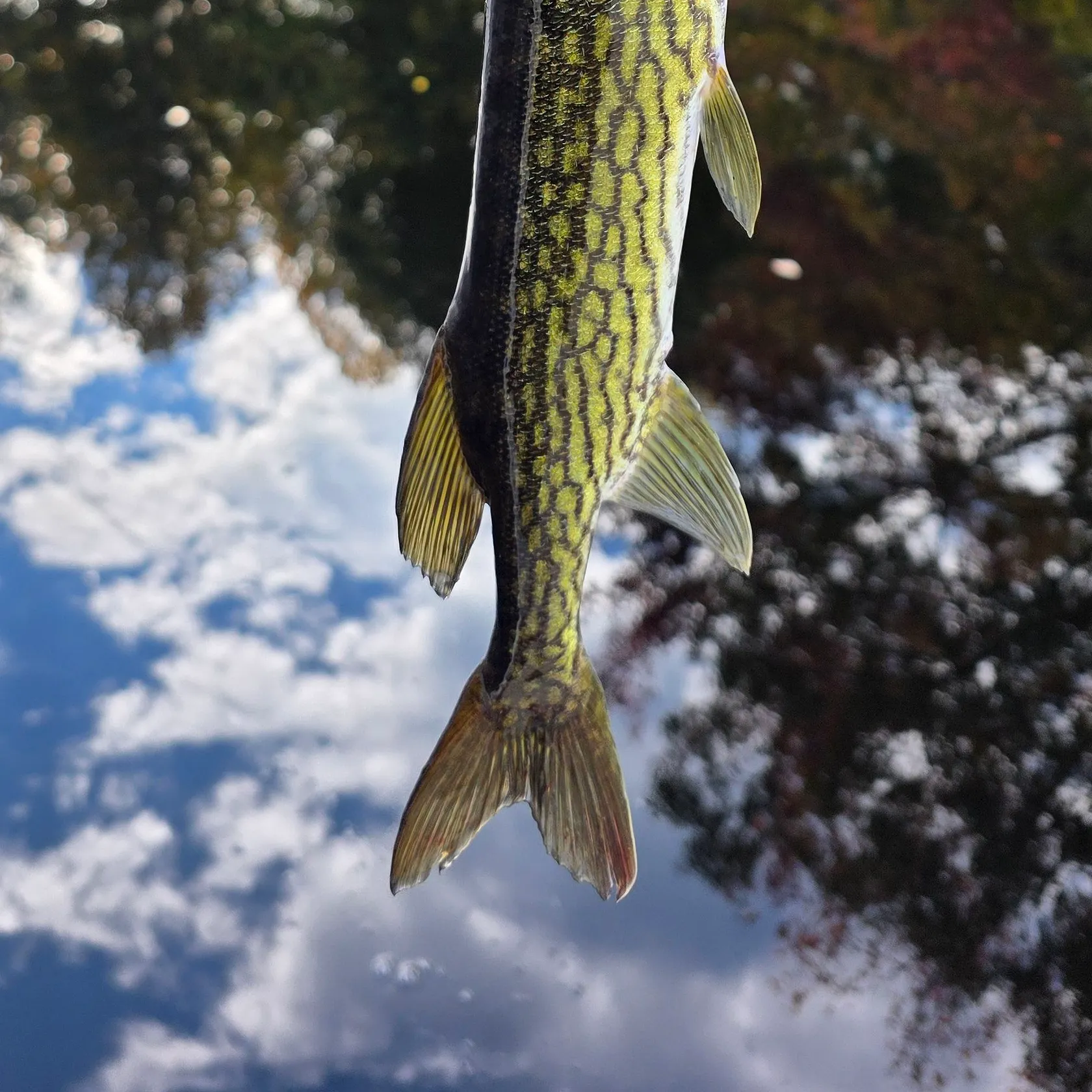 Chain pickerel caught on Fishbrain