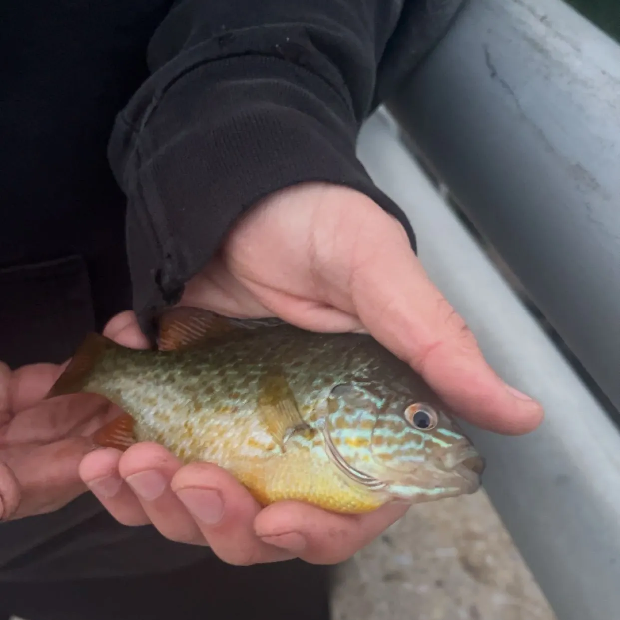 Pumpkinseed caught on Fishbrain