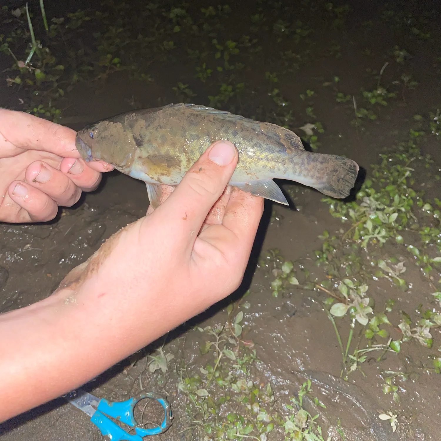 The most recent Trout cod catches on Fishbrain