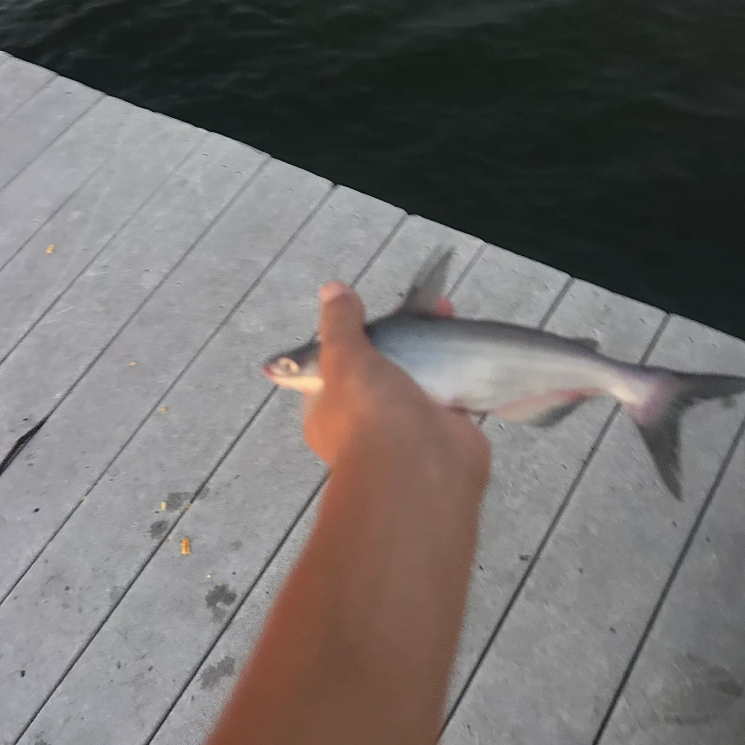 Blue catfish caught on Fishbrain