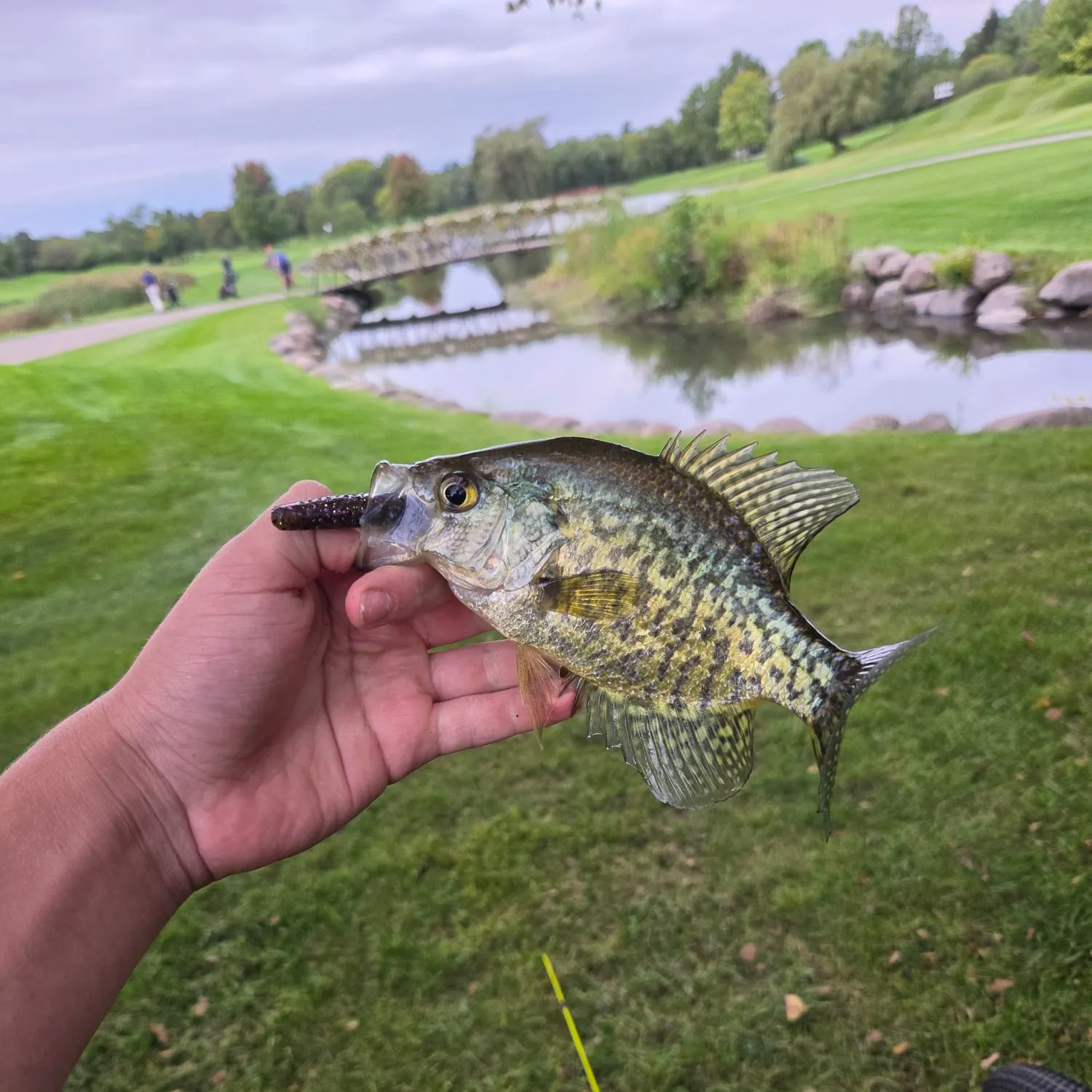 Black crappie caught on Fishbrain
