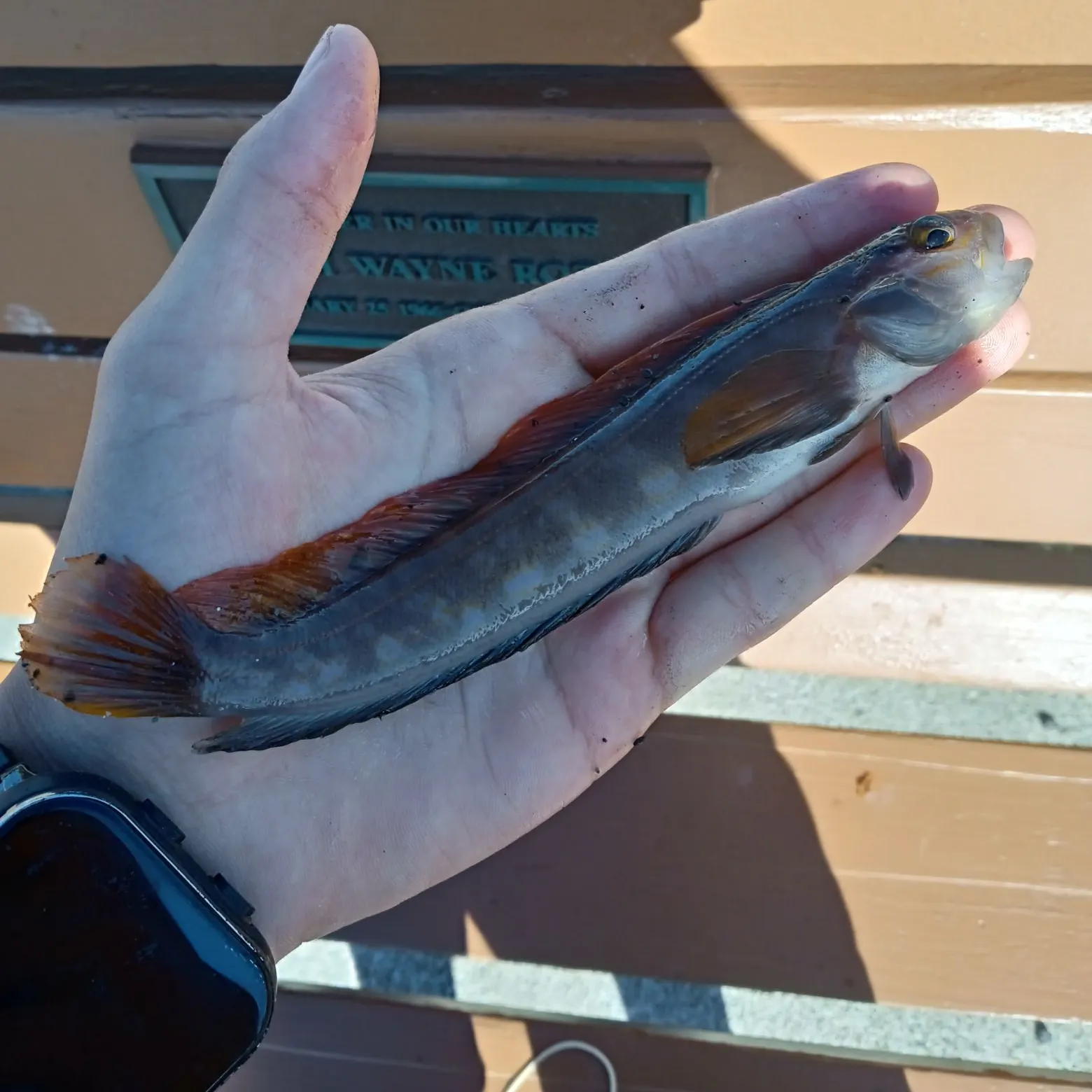 Northern ronquil caught on Fishbrain