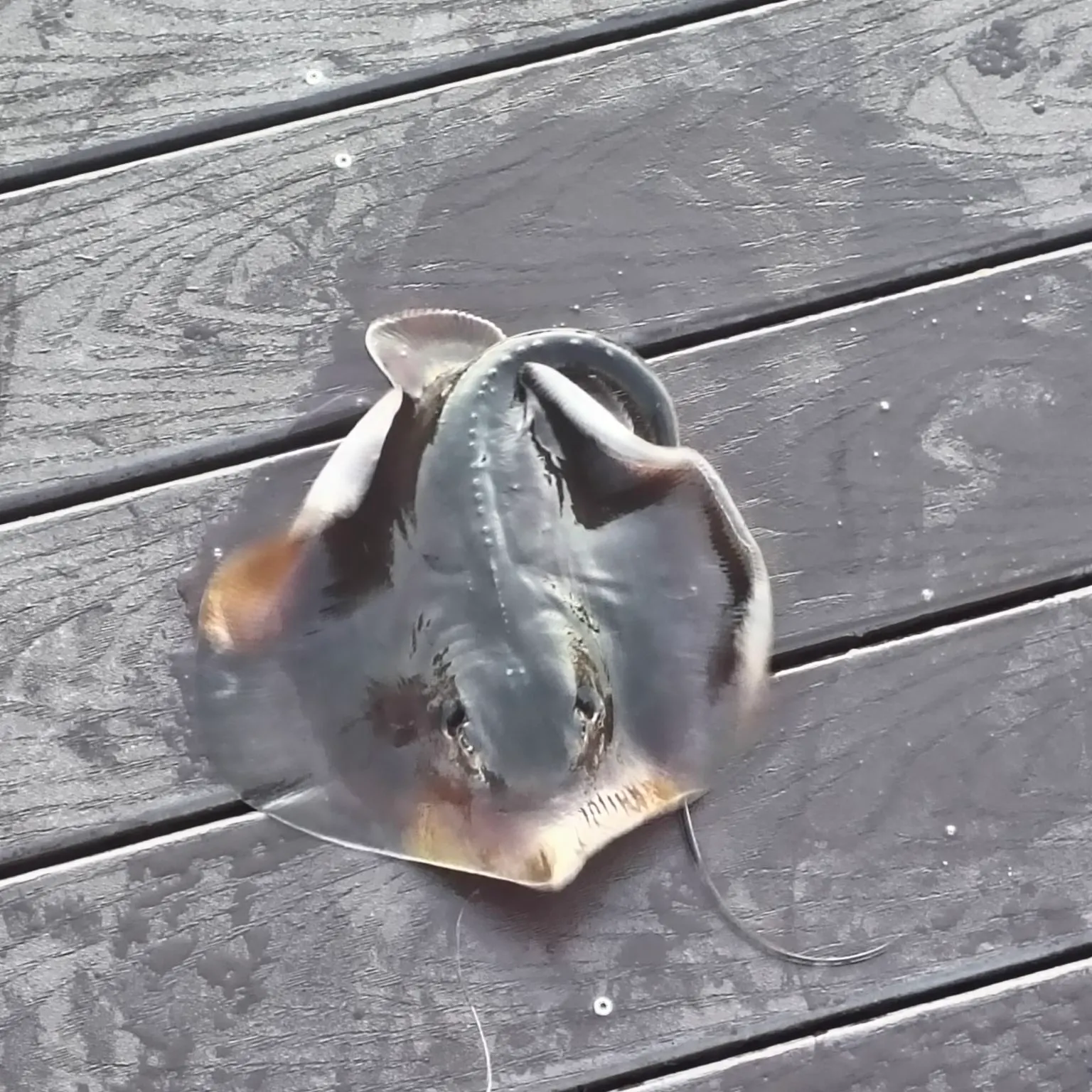 Atlantic stingray caught on Fishbrain