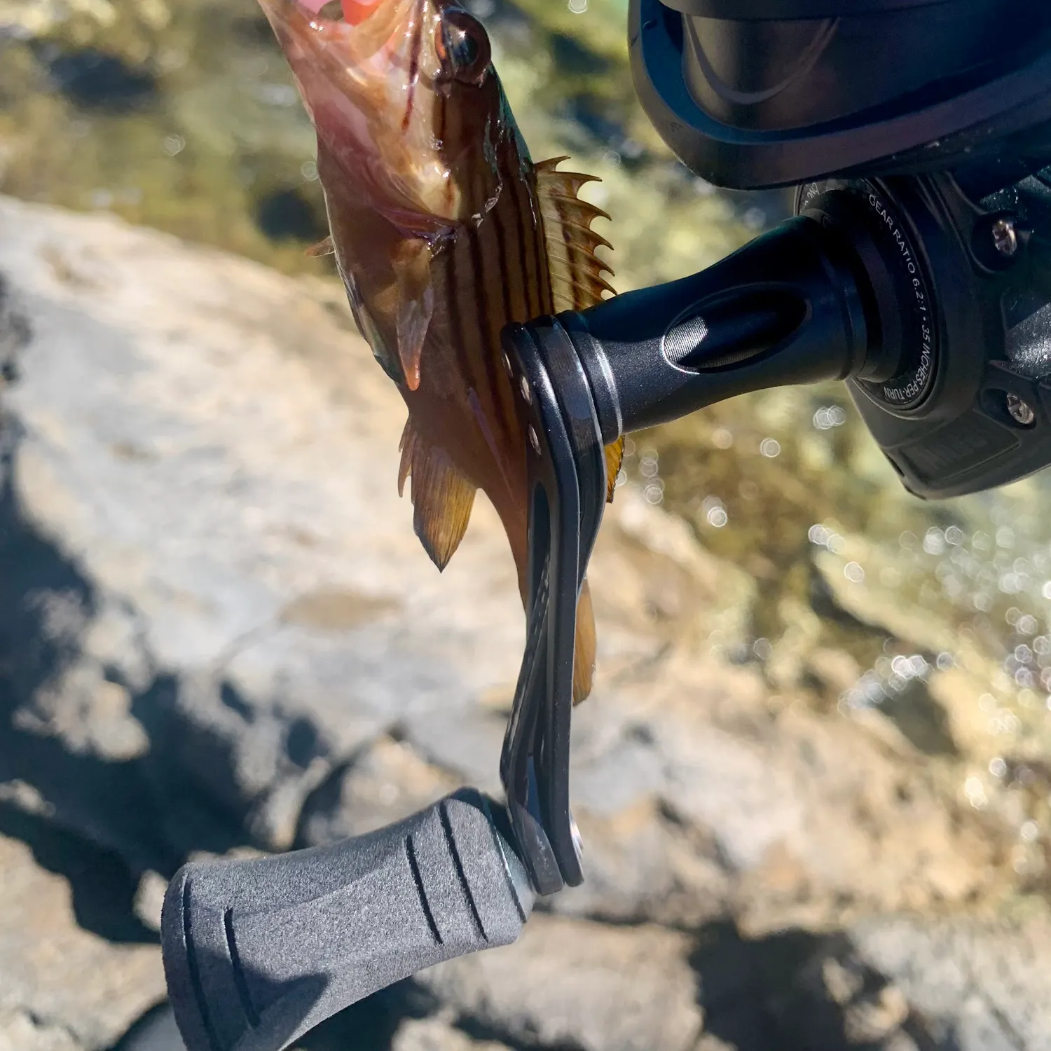 The most recent Blacktip grouper catches on Fishbrain
