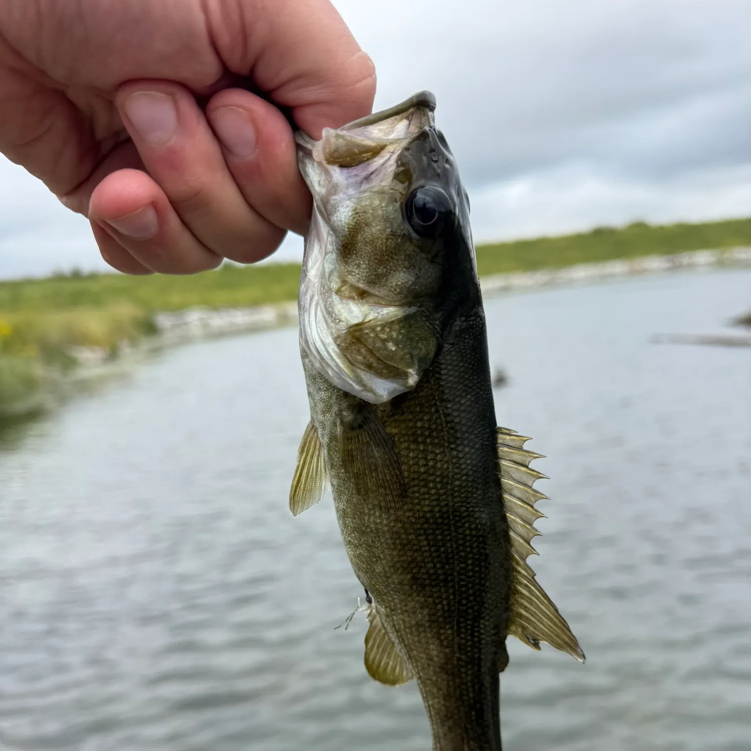 Smallmouth bass caught on Fishbrain