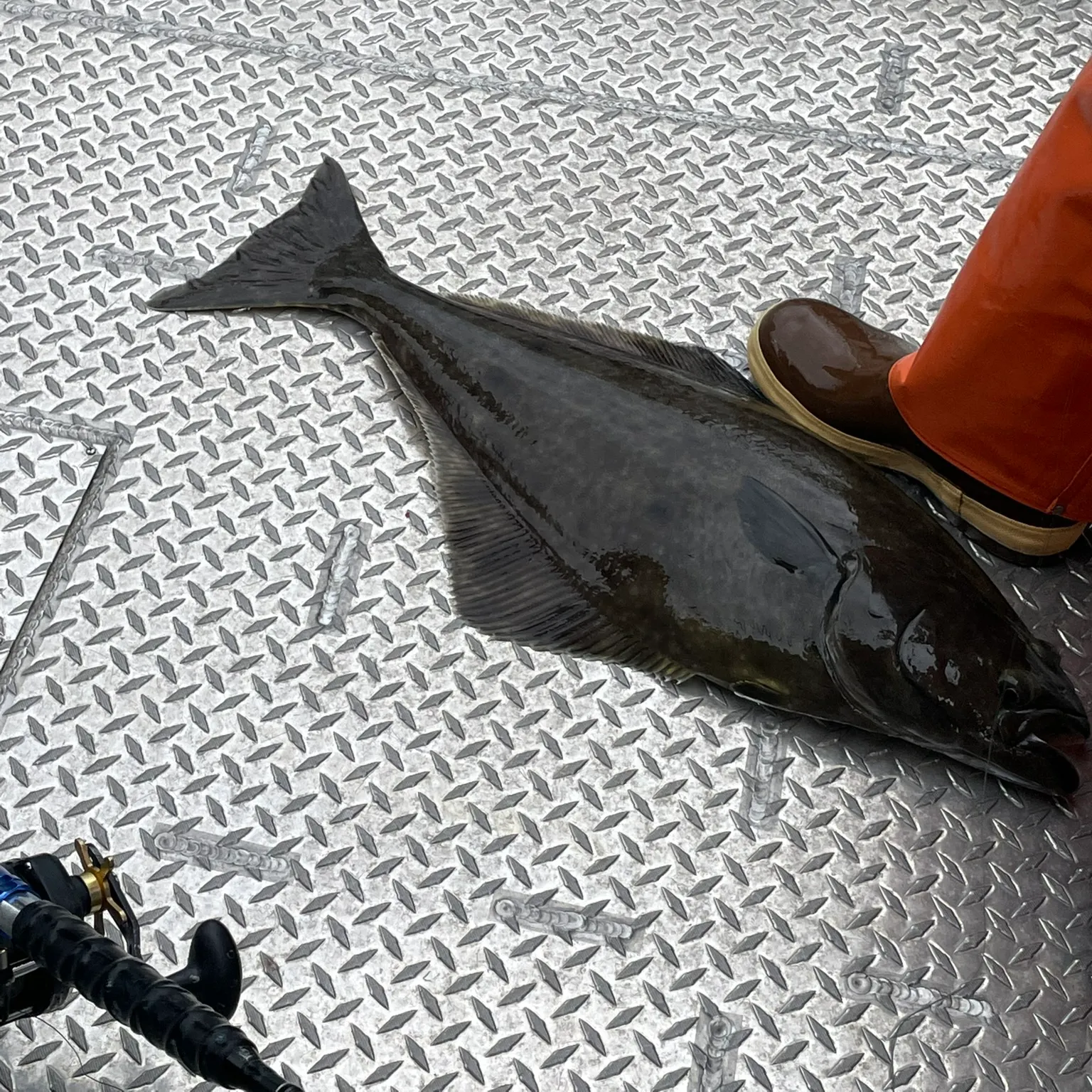 The most recent Pacific halibut catches on Fishbrain