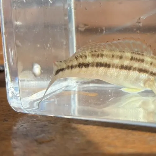 The most recent Dwarf sand perch catches on Fishbrain