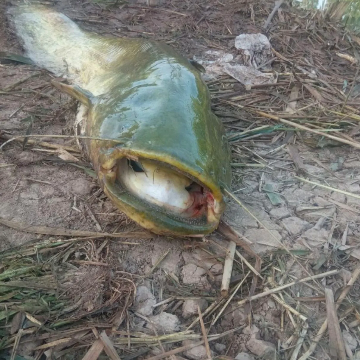 The most recent Wels catfish catches on Fishbrain