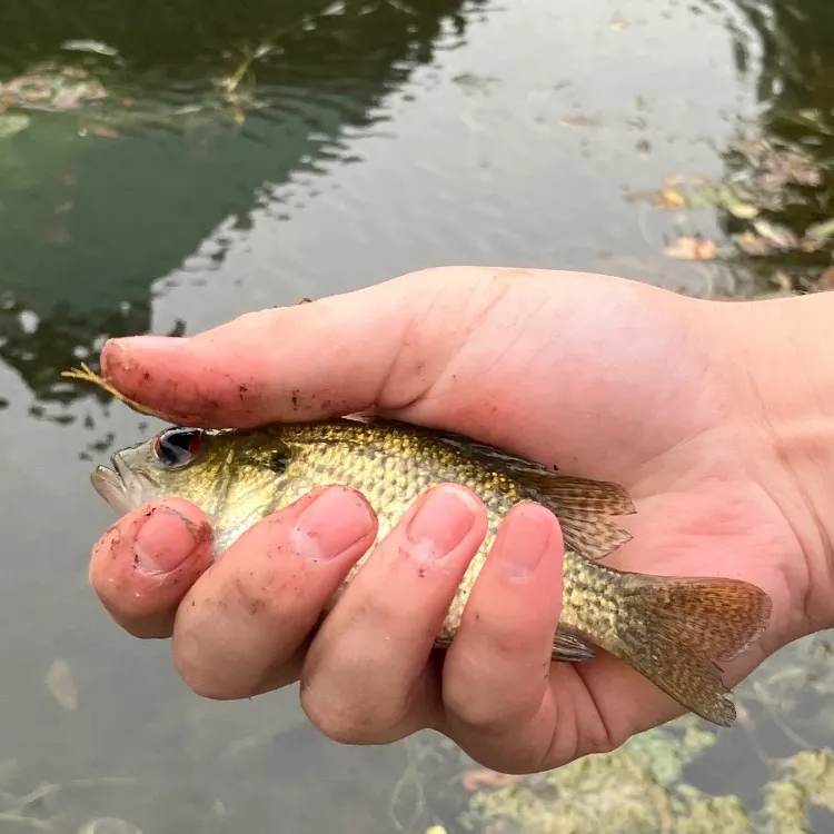 Rock bass caught on Fishbrain