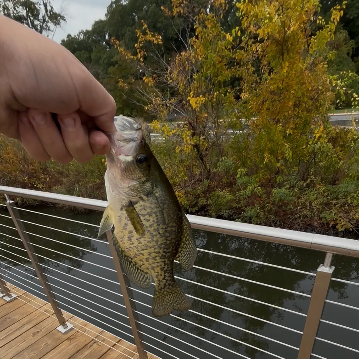 Black crappie caught on Fishbrain