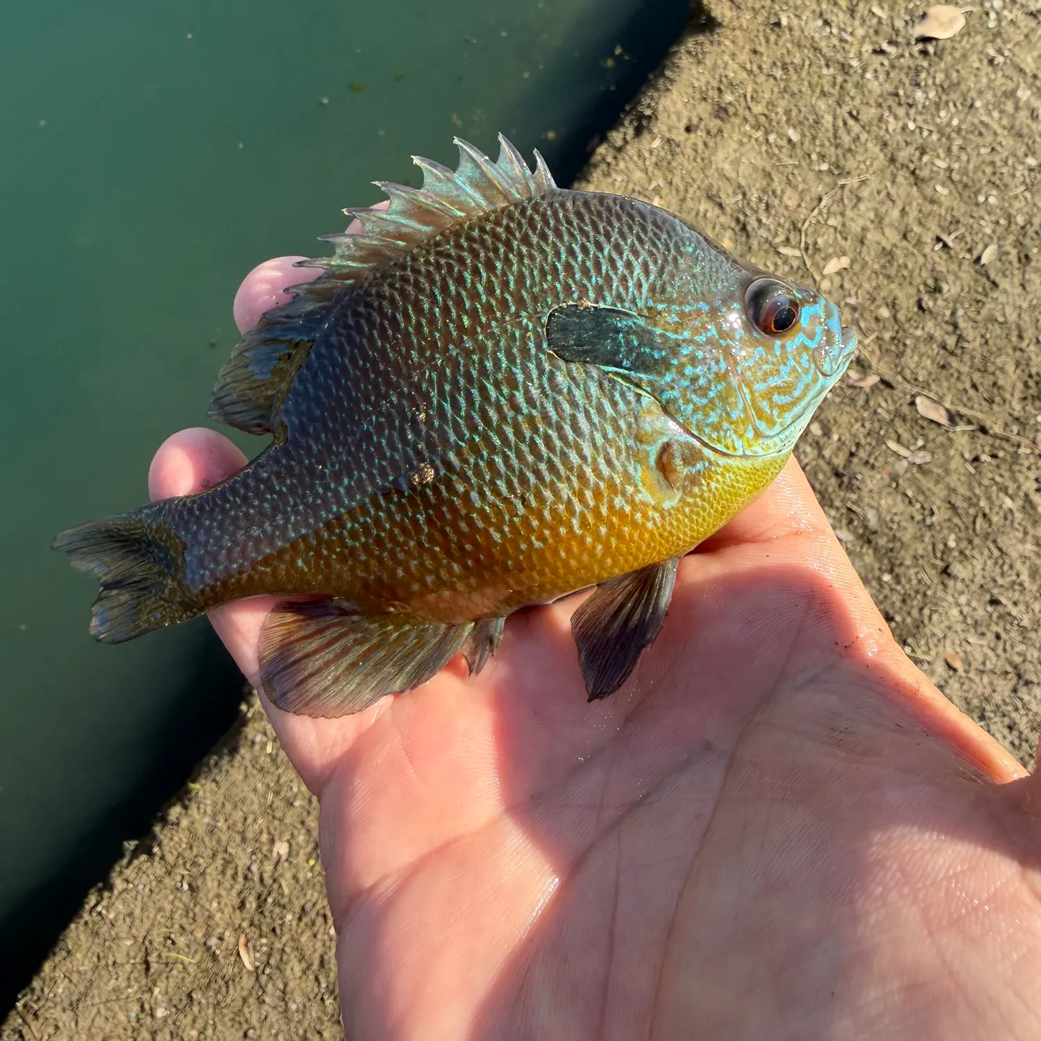 The most recent Swampland longear sunfish catches on Fishbrain