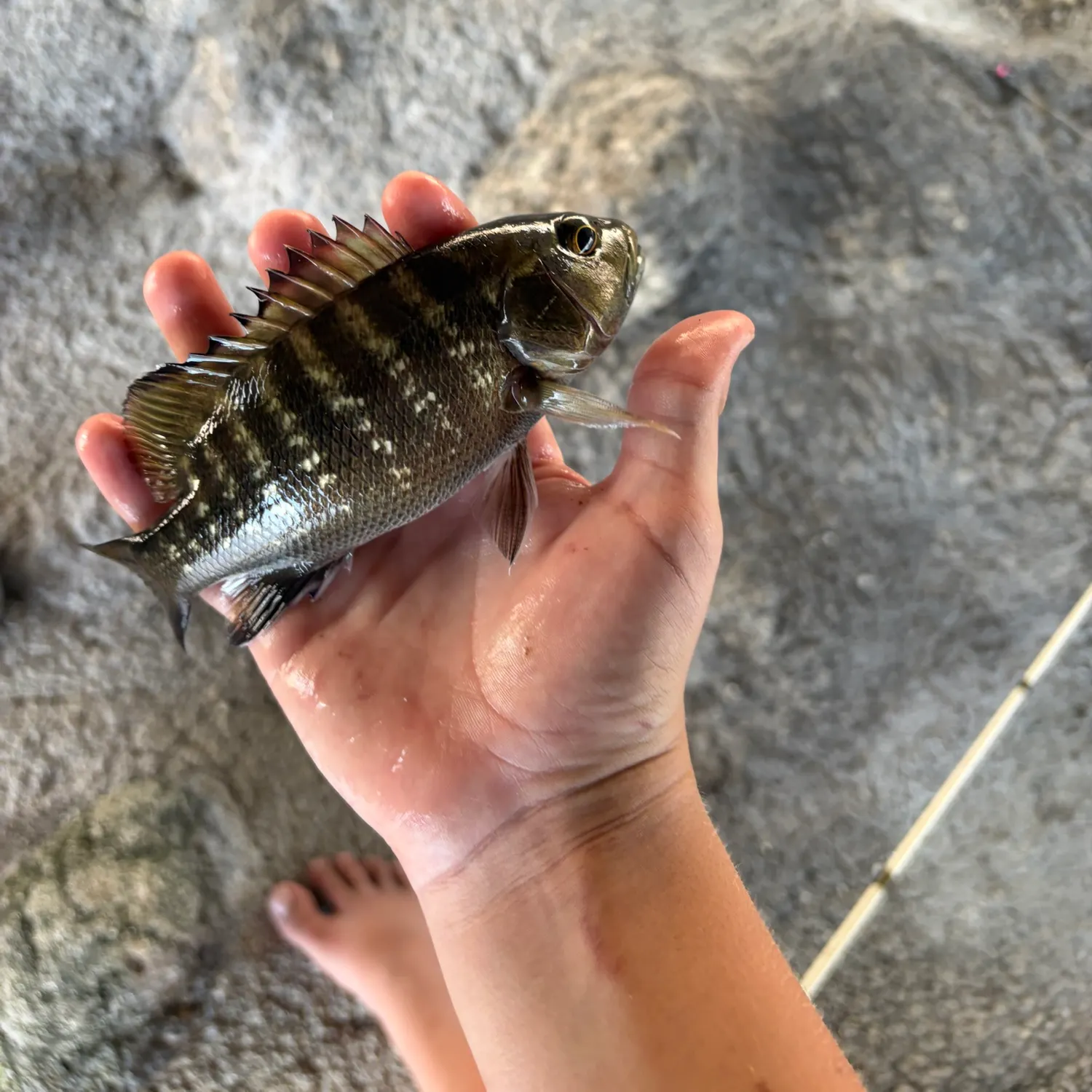 The most recent Cubera snapper catches on Fishbrain