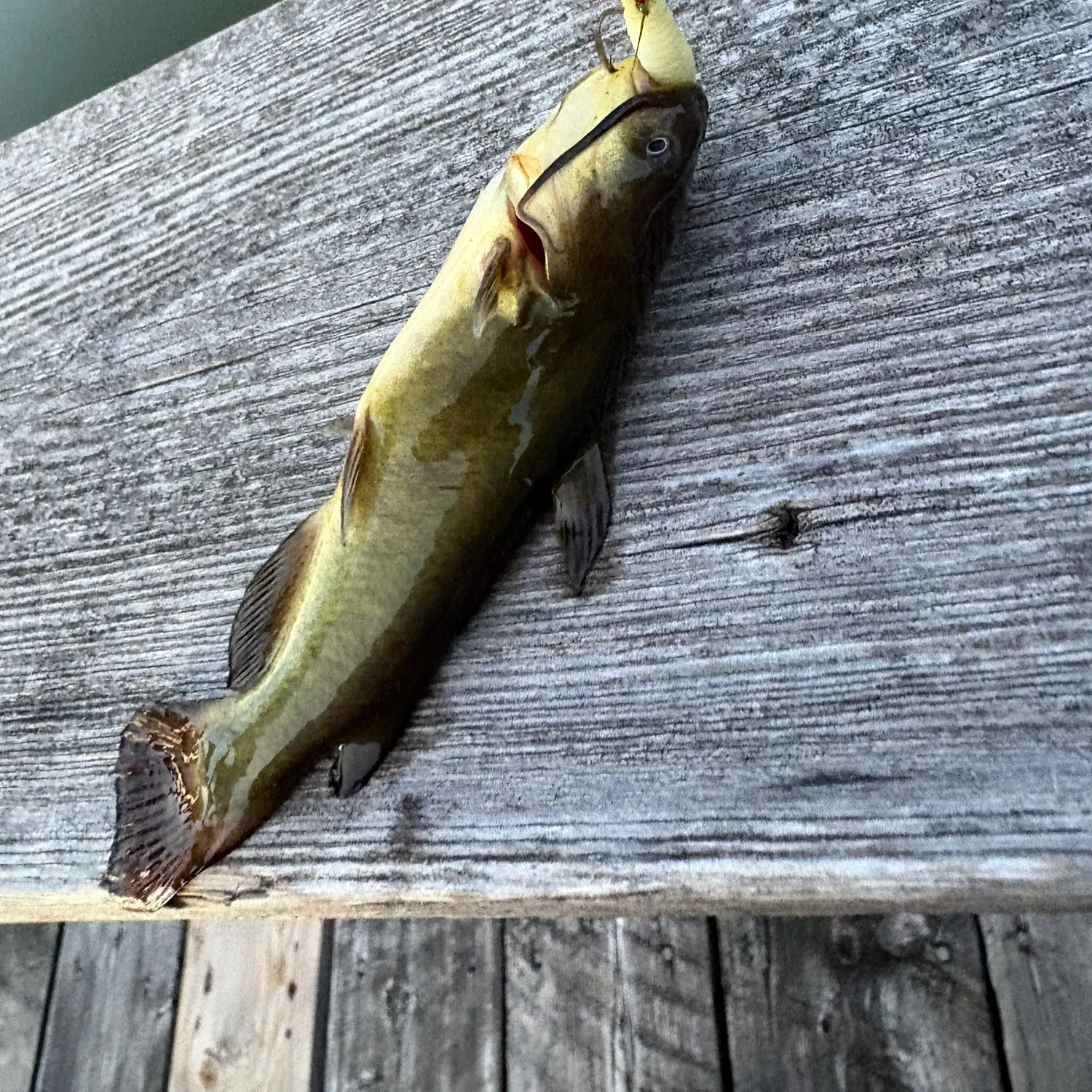 Fish caught on Fishbrain