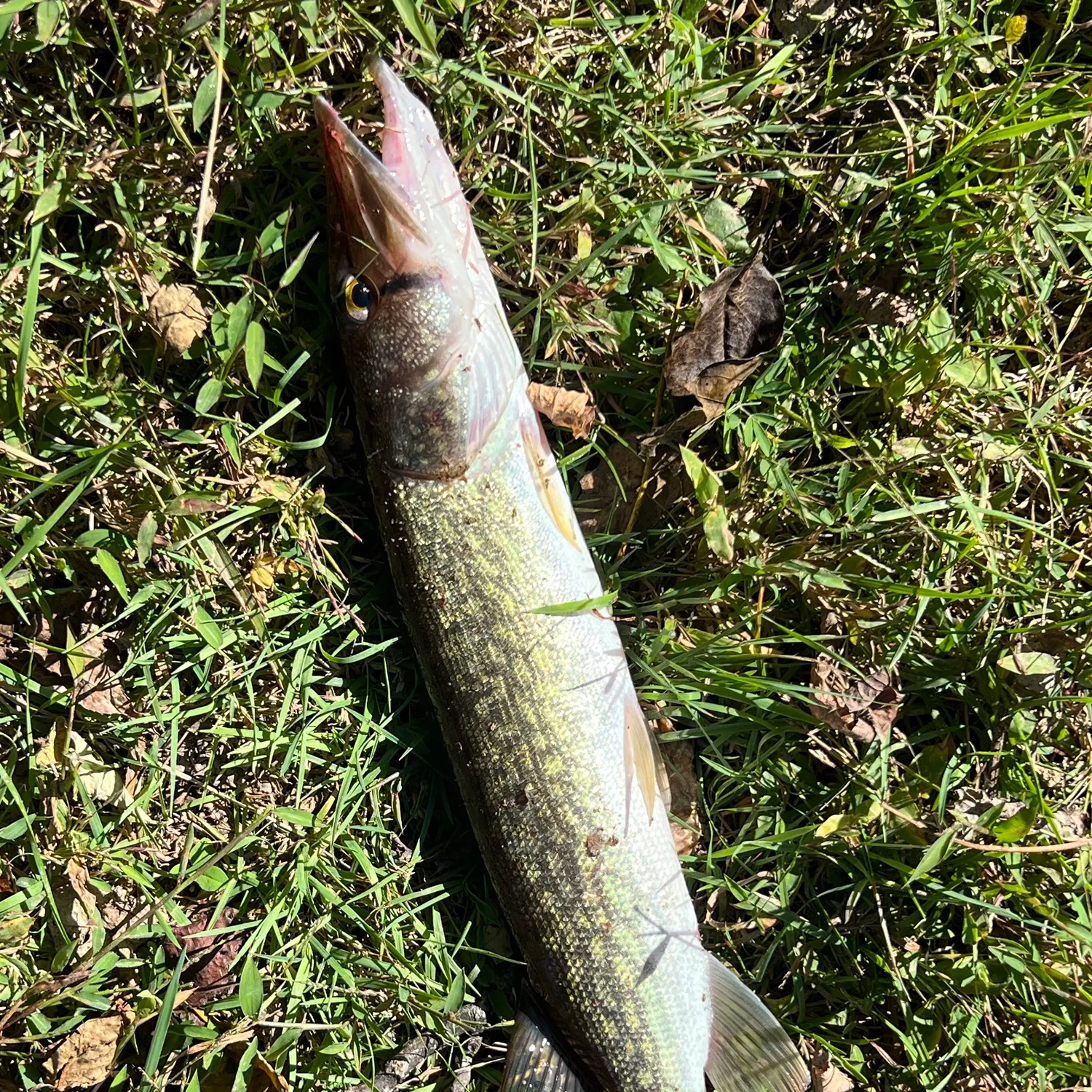 Chain pickerel caught on Fishbrain