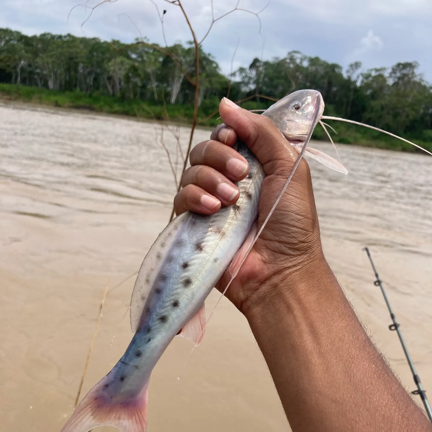 The most recent Spotted sorubim catches on Fishbrain